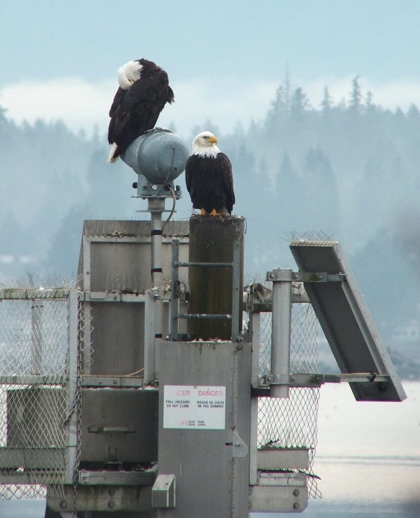 bald eagles on navigational beacon - comox - british columbia 5