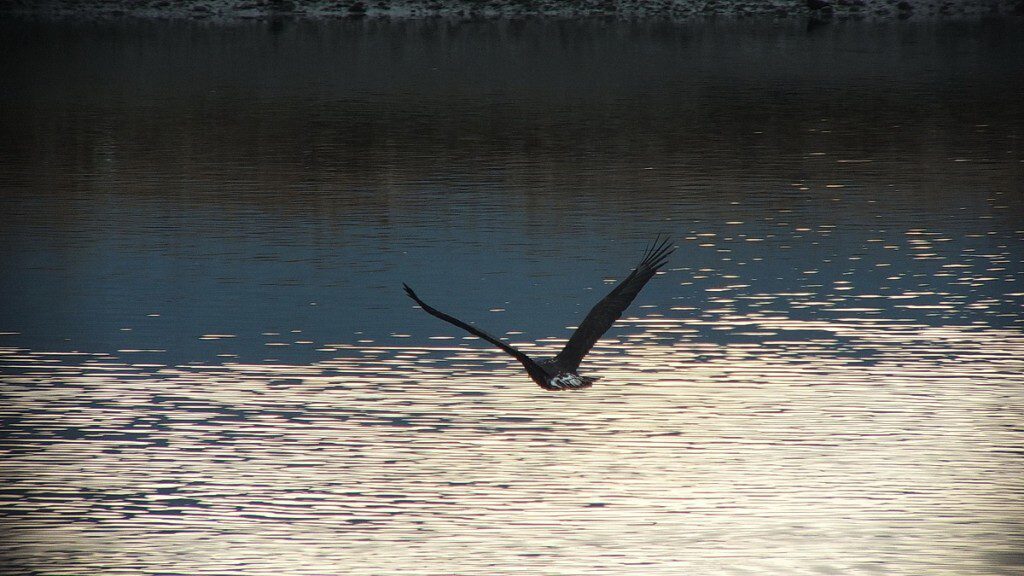 bald junior bald eagle in flight - comox - british columbia 1