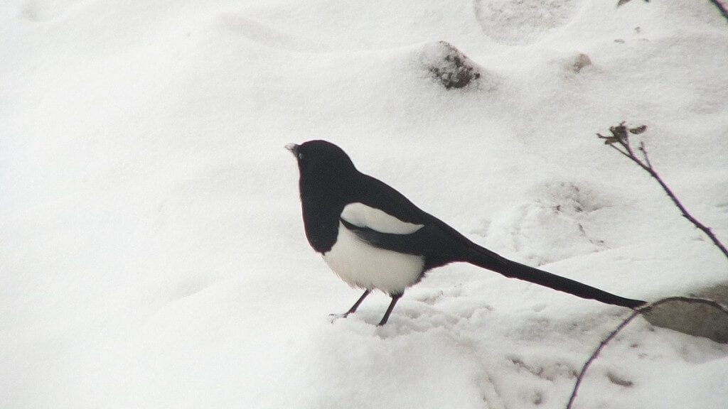 black-billed magpie on snow - kamloops - british columbia