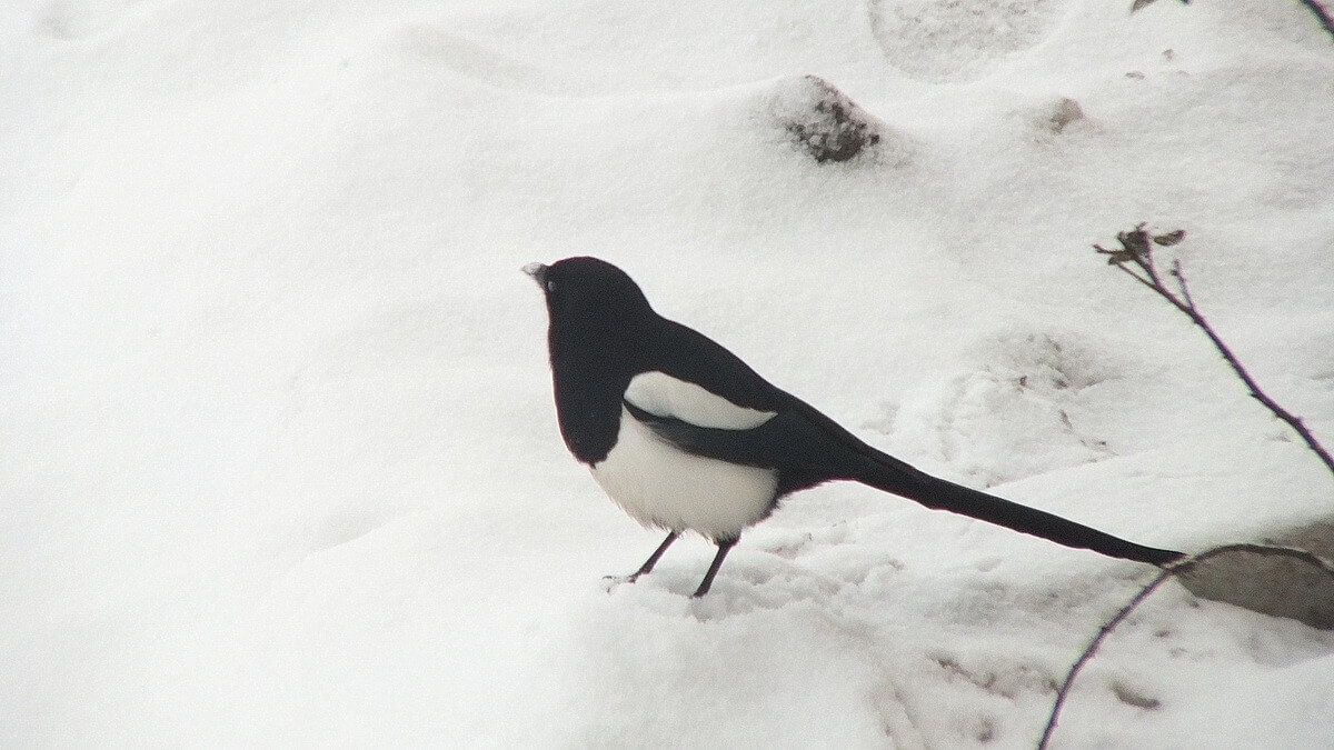 black-billed magpie on snow - kamloops - british columbia