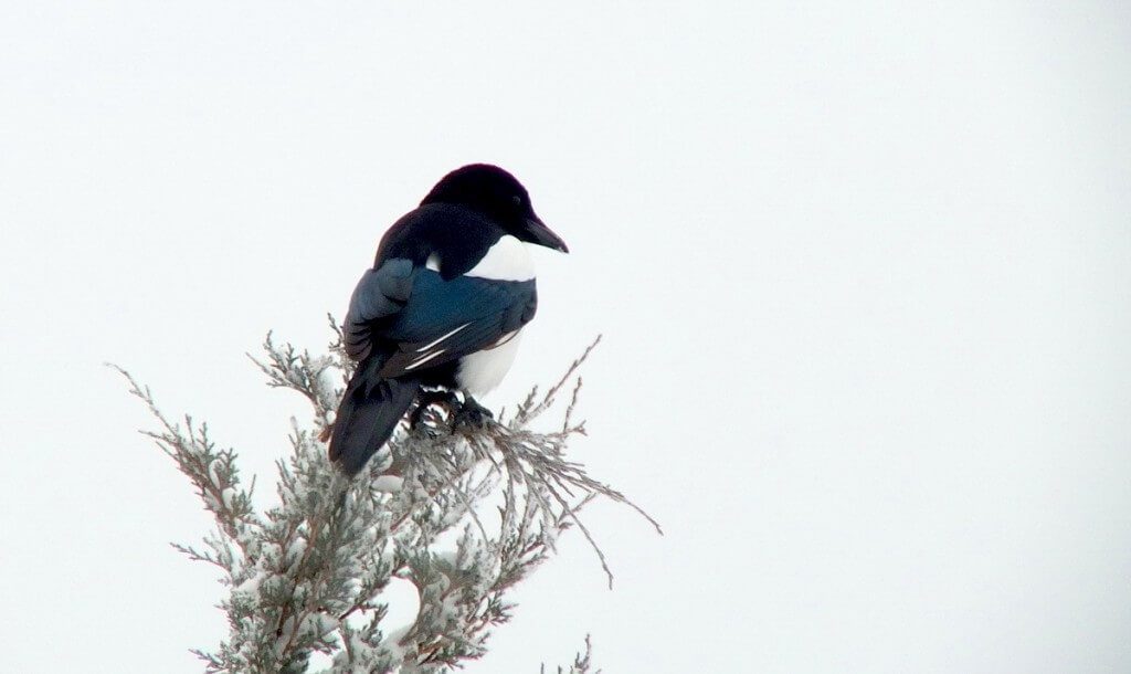 black-billed magpie on snowy tree - kamloops - british columbia