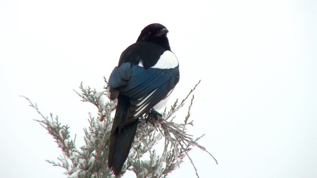 A Black-billed Magpie In Kamloops, British Columbia