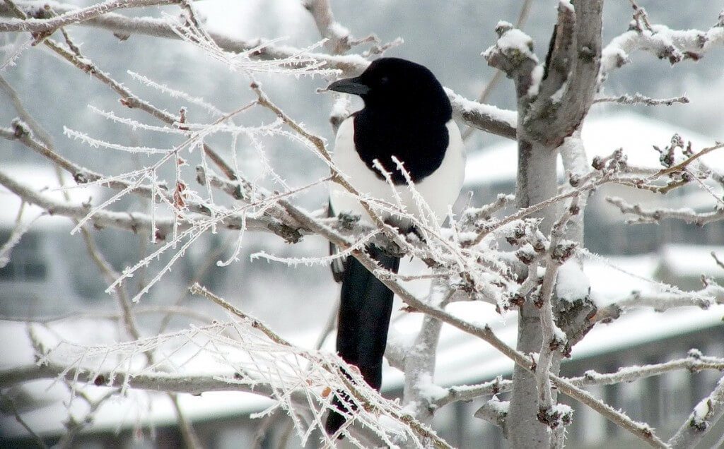 black-billed magpie sitting in tree - british columbia