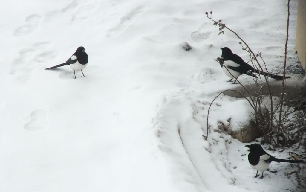 black-billed magpies - kamloops - british columbia