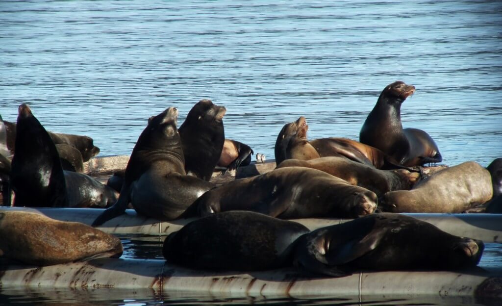 An image of a group of California Sea Lions enjoying the warm sun in Fanny Bay on Vancouver Island. Photography by Frame To Frame - Bob and Jean.
