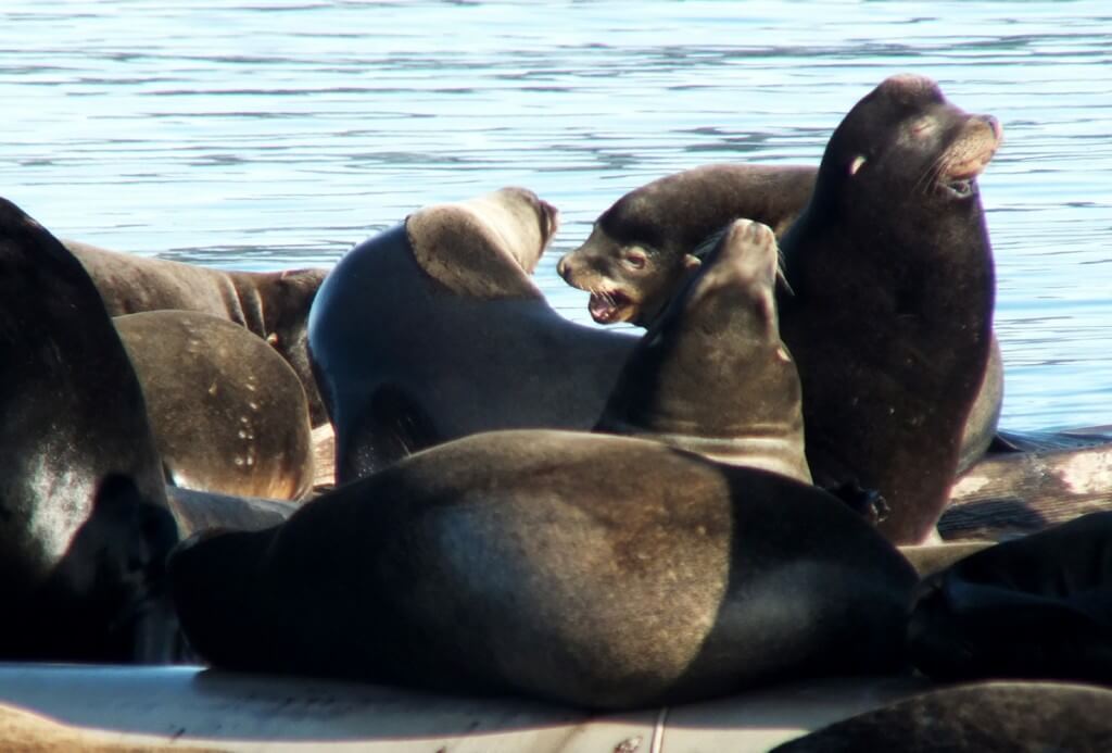 An image of a group of California Sea Lions on floats at Fanny Bay on Vancouver Island, British Columbia, Canada. Photography by Frame To Frame - Bob and Jean