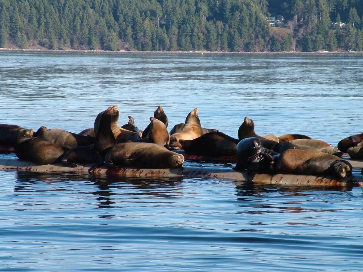 california sea lions - fanny bay 11