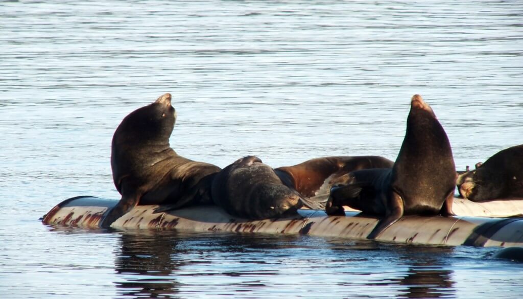 An image of California Sea Lions sunning on floats in Fanny Bay on Vancouver Island, British Columbia, Canada. Photography by Frame To Frame - Bob and Jean.
