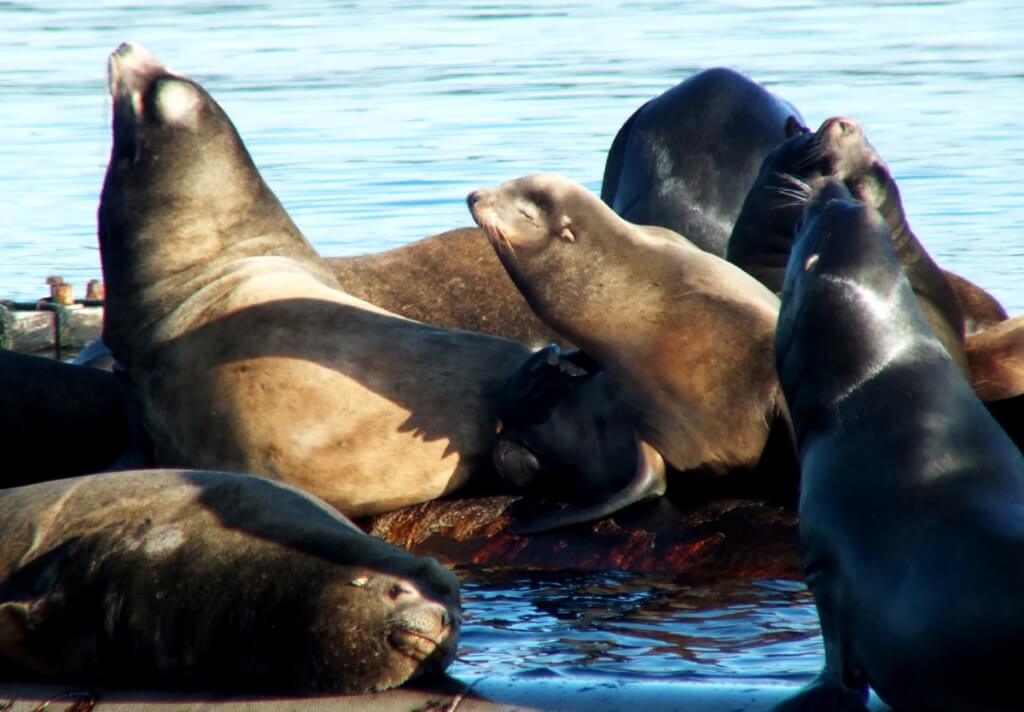 An image of California Sea Lions sleeping and sunning on a float platform in Fanny Bay on Vancouver Island. Photography by Frame To Frame - Bob and Jean.