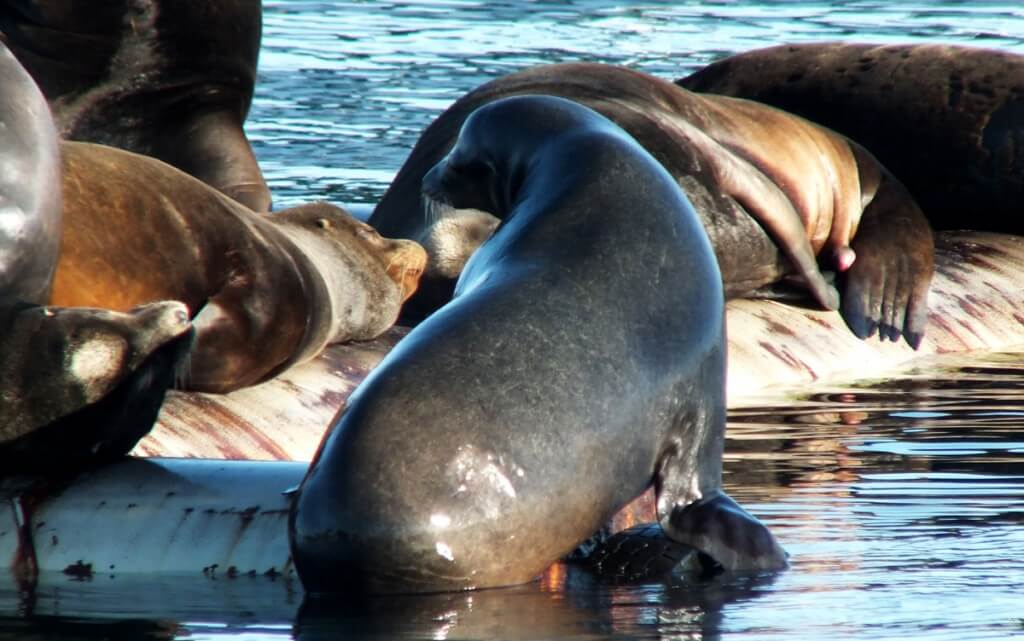 An image of California Sea Lion enjoying the warm sun in Fanny Bay on Vancouver Island. Photography by Frame To Frame - Bob and Jean.