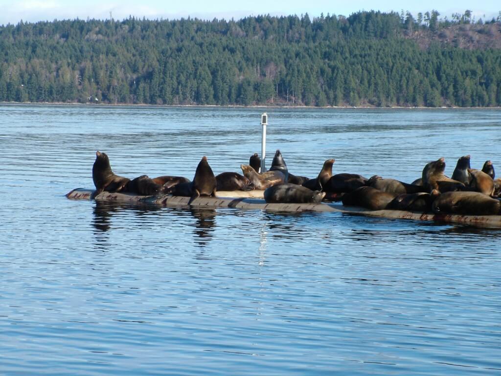 An image of California Sea Lions rest in the sun on a float platform in Fanny Bay on Vancouver Island. Photography by Frame To Frame - Bob and Jean.