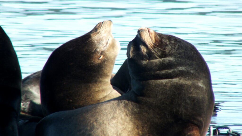 An image of two California Sea Lions holding their heads up in Fanny Bay on Vancouver Island. Photography by Frame To Frame - Bob and Jean.