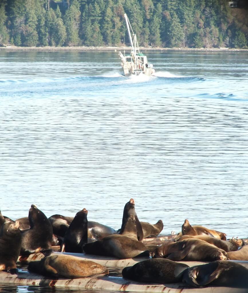 An image of a fishing boat heading out of Fanny Bay as a group of California Sea Lions enjoys the warm sun. Vancouver Island. Photography by Frame To Frame - Bob and Jean.