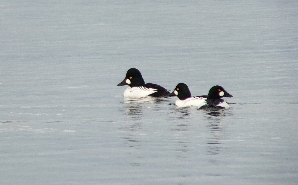 Common Goldeneye ducks on the Salish Sea near Deep Bay on Vancouver Island, British Columbia, Canada