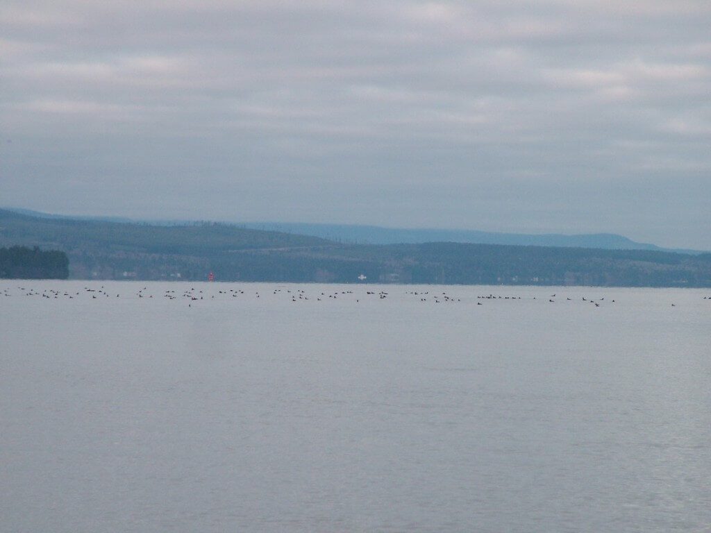 Birds on Salish Sea near Deep Bay off Vancouver Island, British Columbia