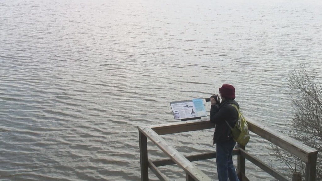 jean watches for jumping fish