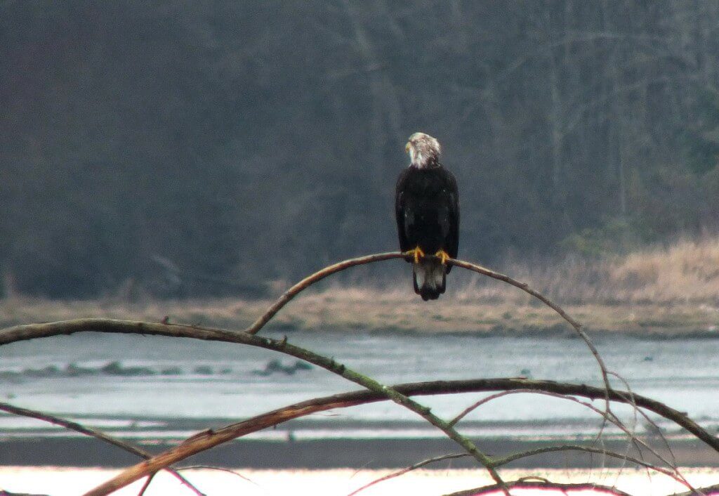 junior bald eagle on tree - comox - british columbia 1