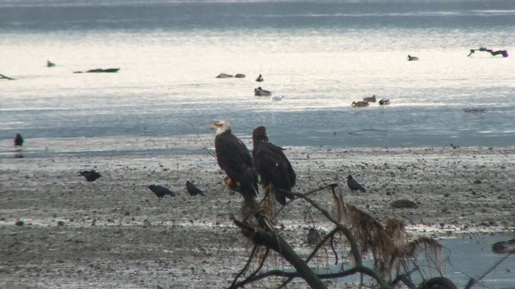 junior bald eagles on tree - comox - british columbia 1