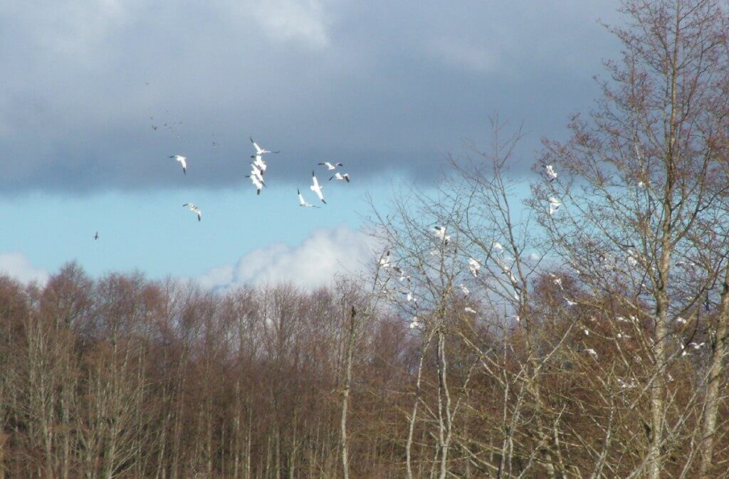 Lesser snow geese in flight at Reifel Migratory Bird Sanctuary in Delta, BC, Canada