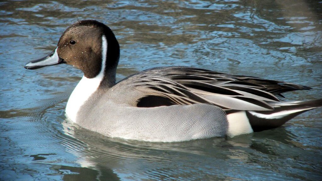 northern pintail duck - reifel migratory sanctuary 1