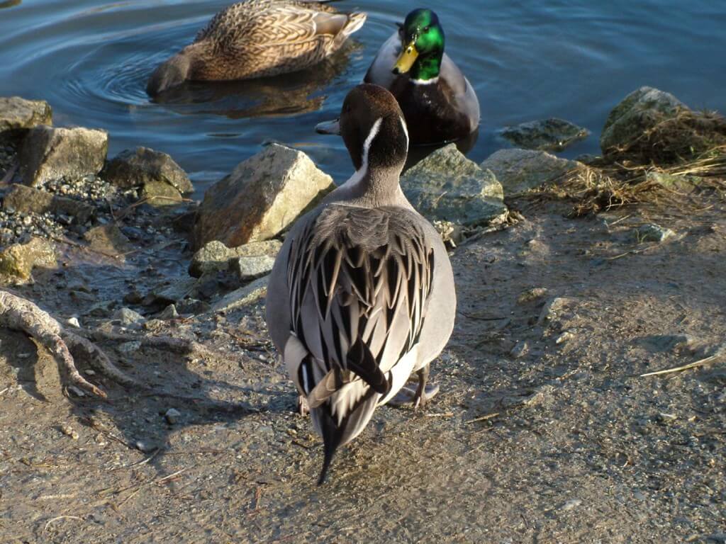 Northern pintail duck on shore at Reifel Migratory Bird Sanctuary