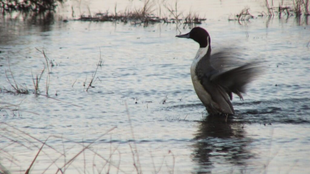 northern pintail duck - reifel migratory sanctuary 20