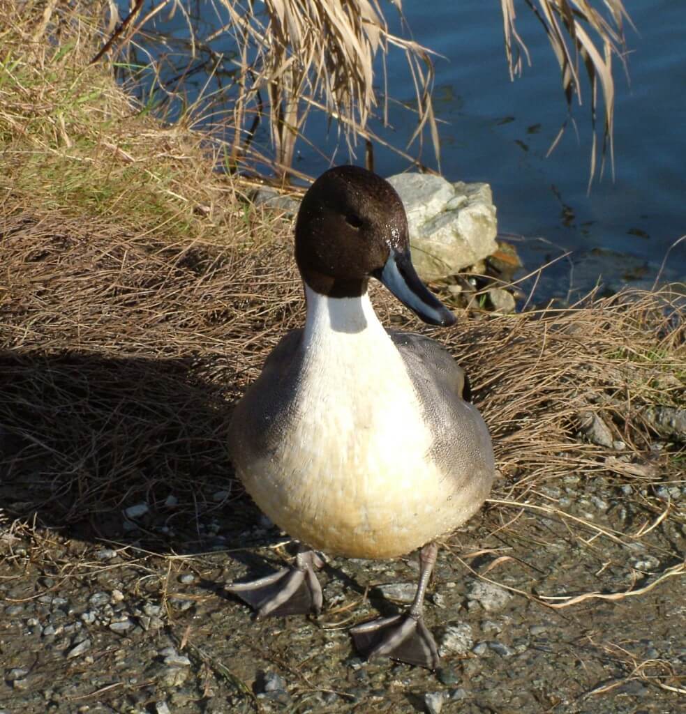 Northern pintail duck on shore at Reifel Migratory Bird Sanctuary in Delta, BC, Canada.