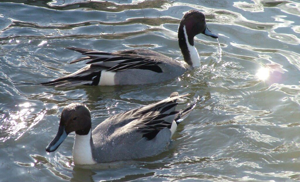 Northern pintail ducks at Reifel Migratory Bird Sanctuary in Delta, BC, Canada.