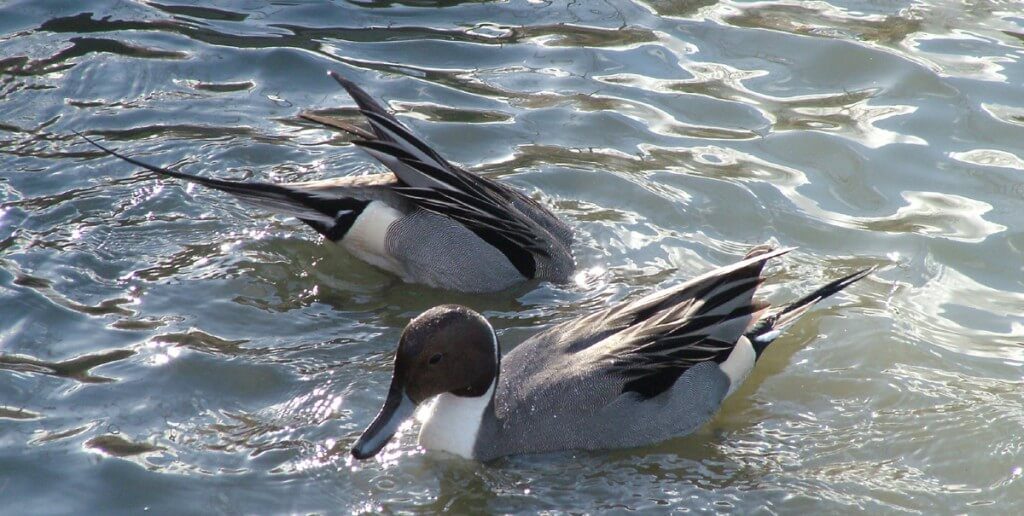 Northern pintail duck diving at Reifel Migratory Bird Sanctuary in Delta, BC, Canada.