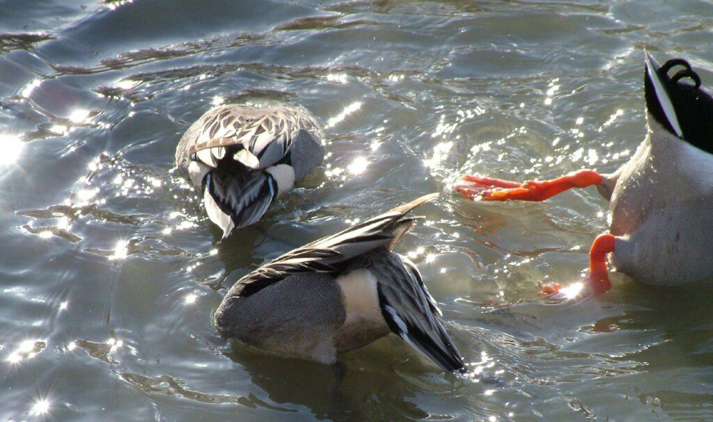 northern pintail ducks - reifel migratory sanctuary 14
