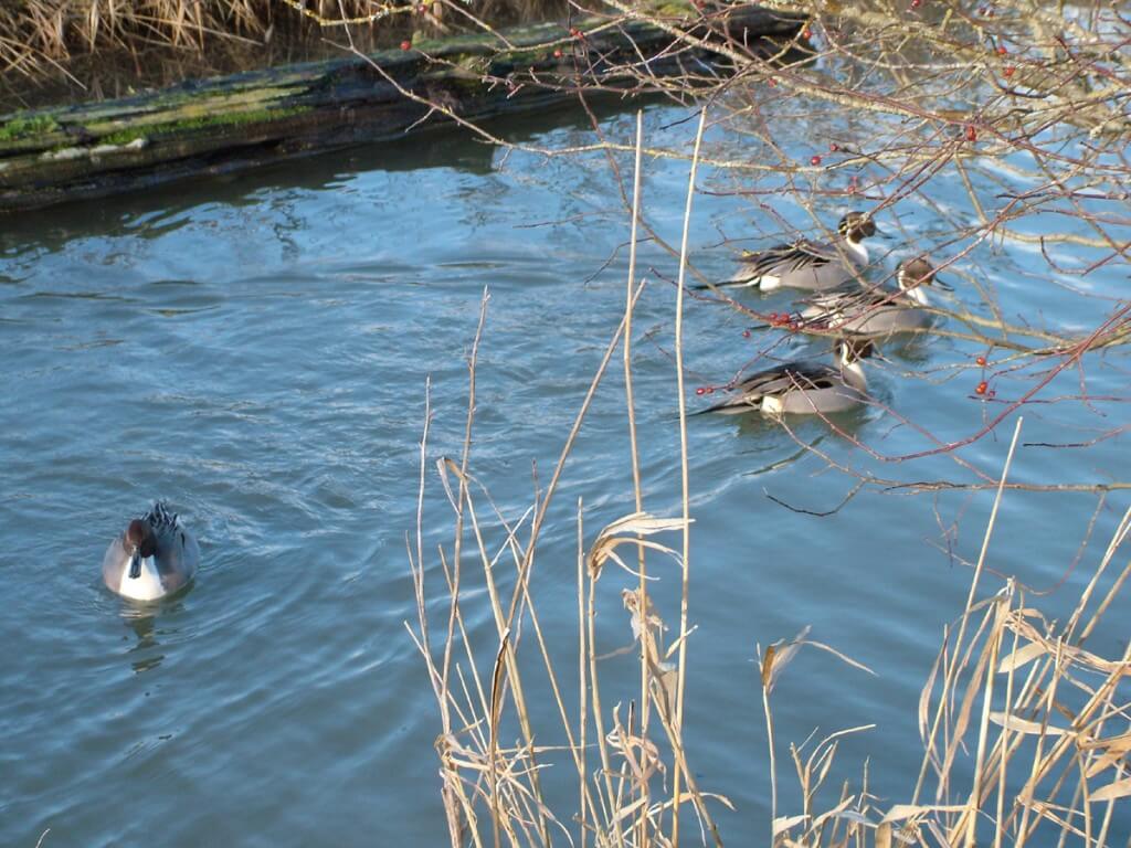 Northern pintail ducks at Reifel Migratory Bird Sanctuary in Delta, BC, Canada.