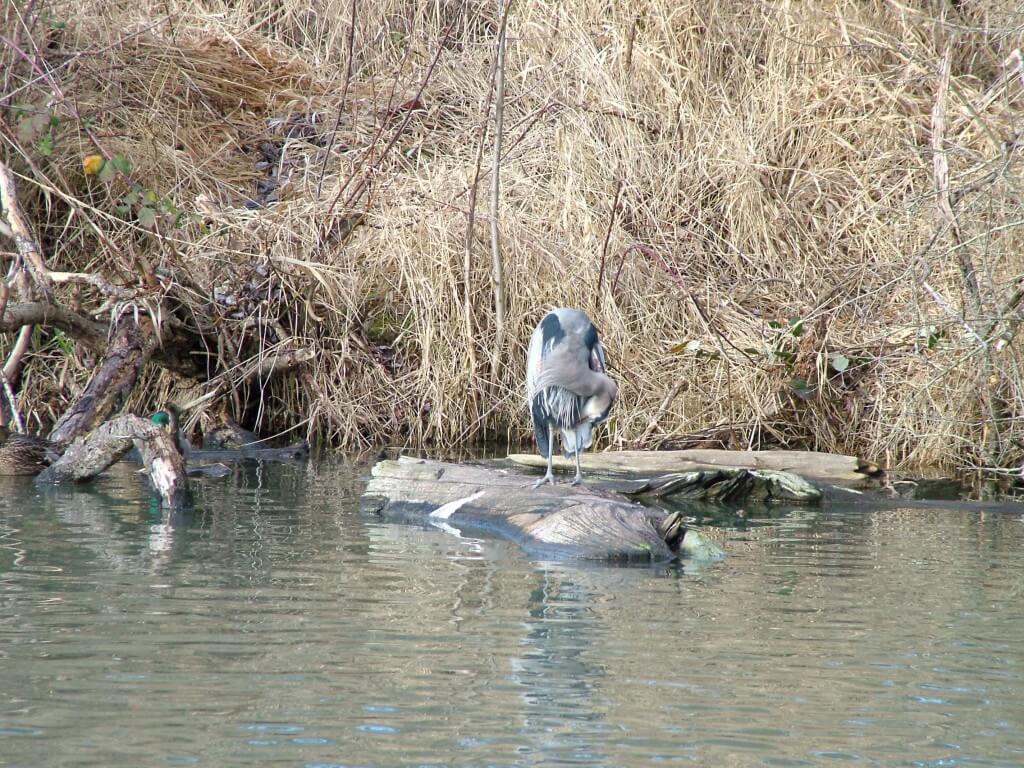 Great blue heron at Reifel Migratory Bird Sanctuary in Delta, BC, Canada.