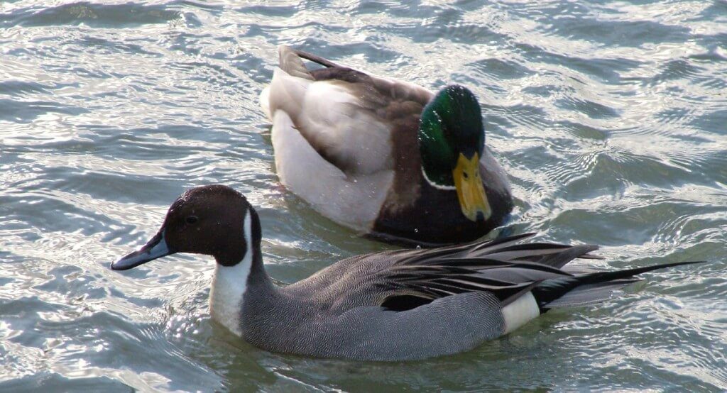 Northern pintail duck at Reifel Migratory Bird Sanctuary in Delta, BC, Canada.