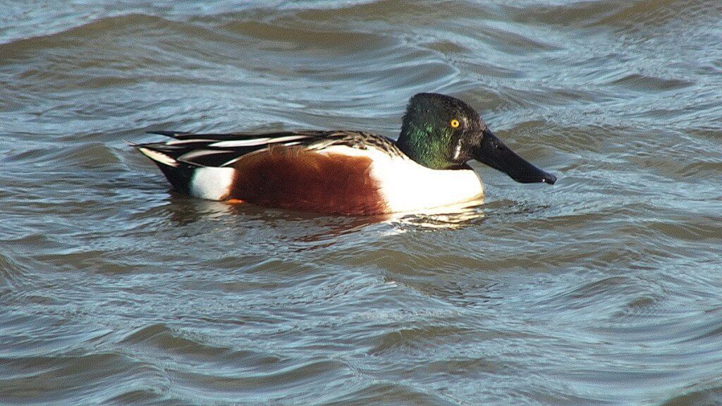 Northern Shoveler duck at Reifel Migratory Bird Sanctuary in Delta, BC, Canada.