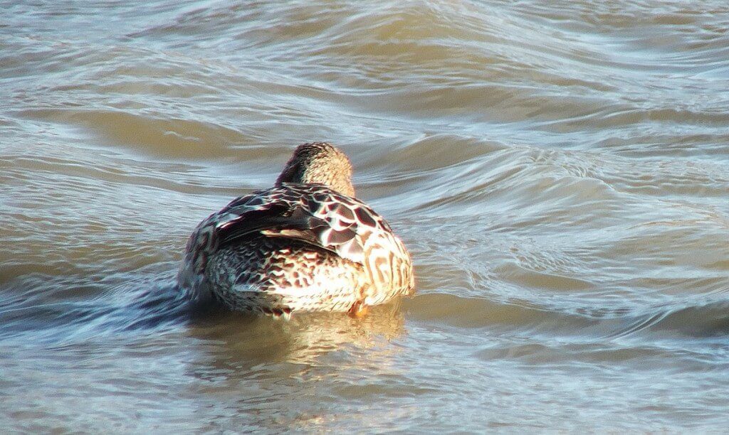 female Northern shoveler duck at Reifel Migratory Bird Sanctuary in Delta, BC, Canada.