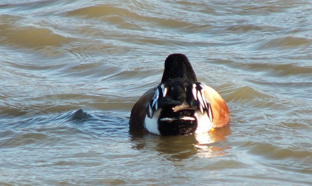northern shoveler tail - male - reifel migratory bird sanctuary