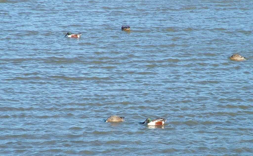 Northern shoveler ducks at Reifel Migratory Bird Sanctuary in Delta, BC, Canada.