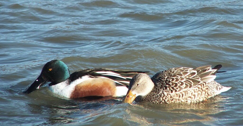 Northern shovelers ducks at Reifel Migratory Bird Sanctuary in Delta, BC, Canada.