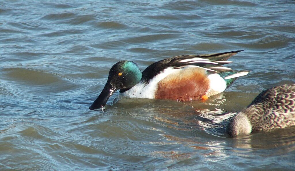 Northern shoveler ducks at Reifel Migratory Bird Sanctuary in Delta, BC, Canada.