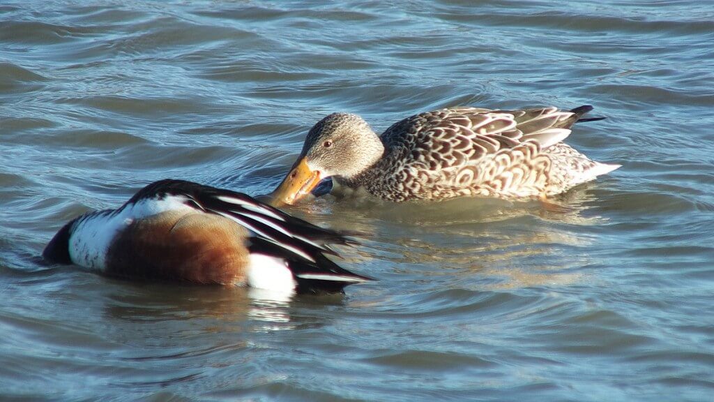 Northern shoveler ducks at Reifel Migratory Bird Sanctuary in Delta, BC, Canada.