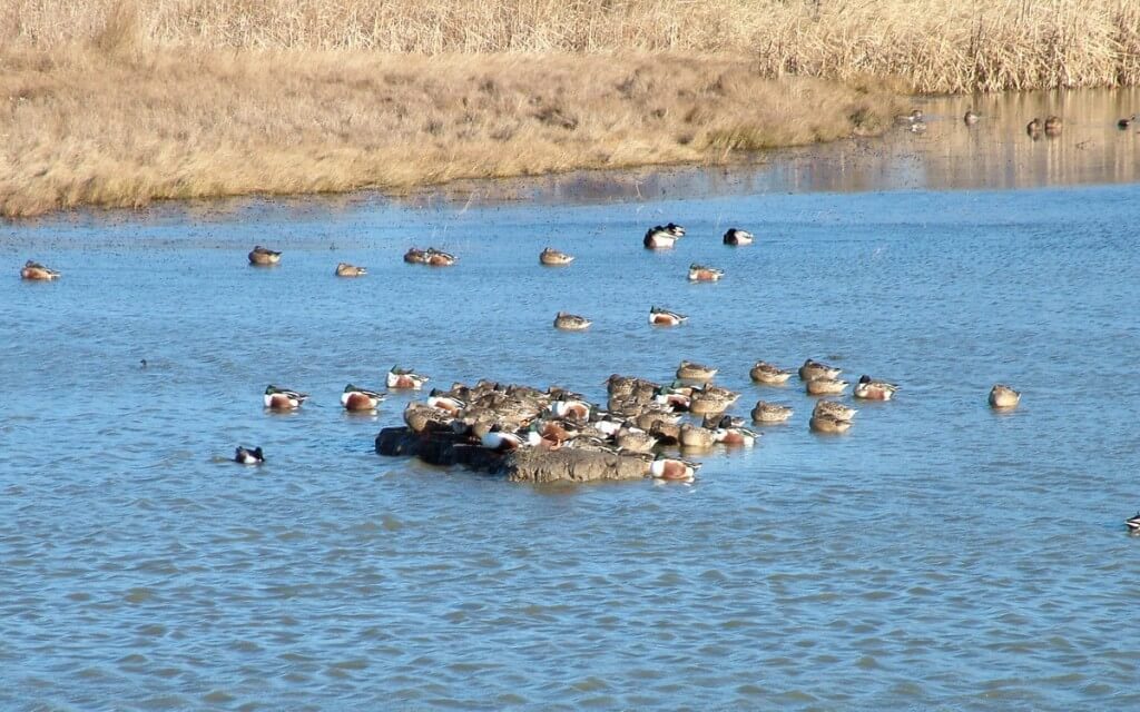 Migrating ducks at Reifel Migratory Bird Sanctuary in Delta, BC, Canada.