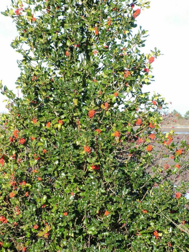red holly bush - delta - bc