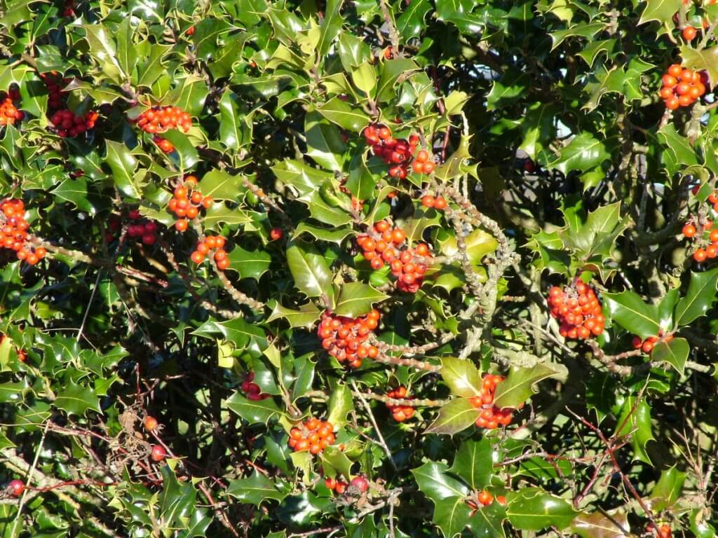 red holly growing in delta - bc - 1