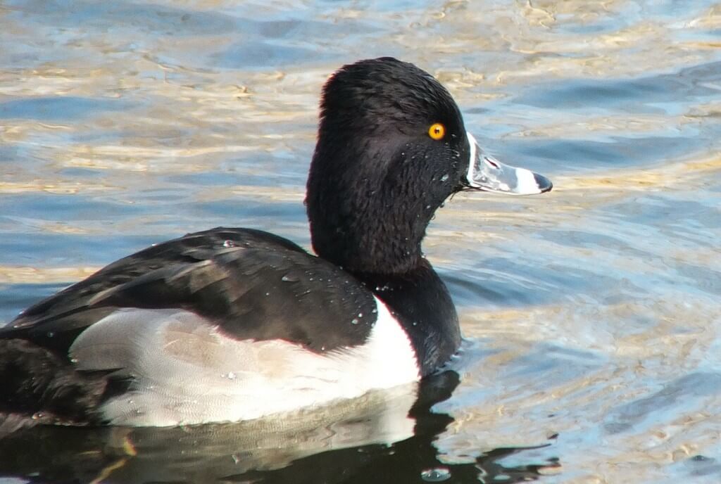 ring-necked duck at boundary bay - BC - 3