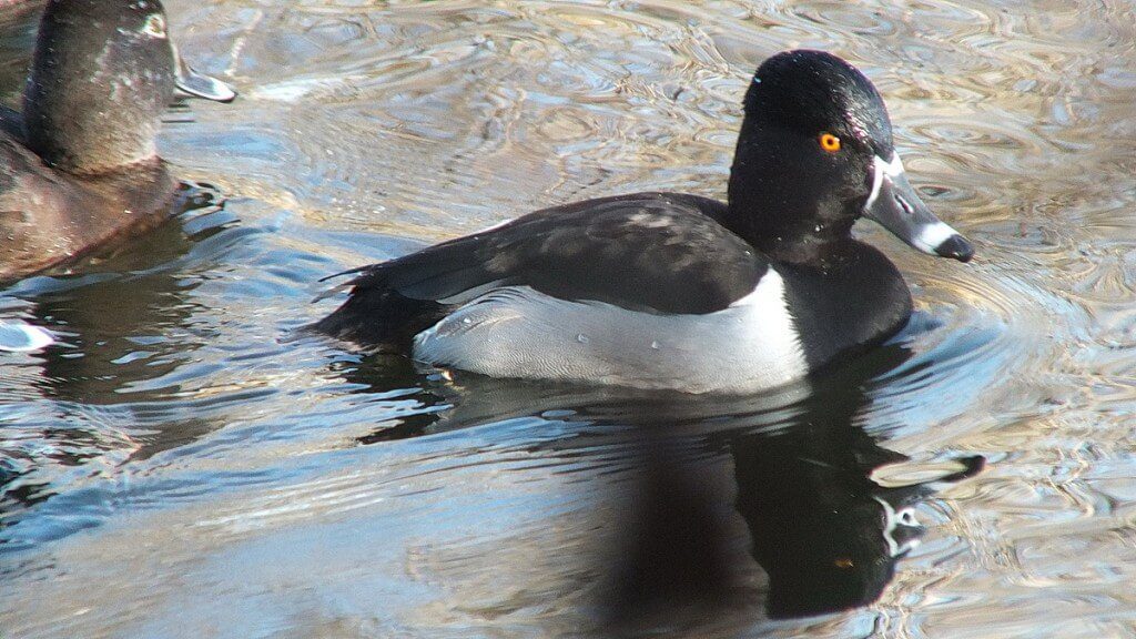 Ring-necked Ducks at Boundary Bay, BC