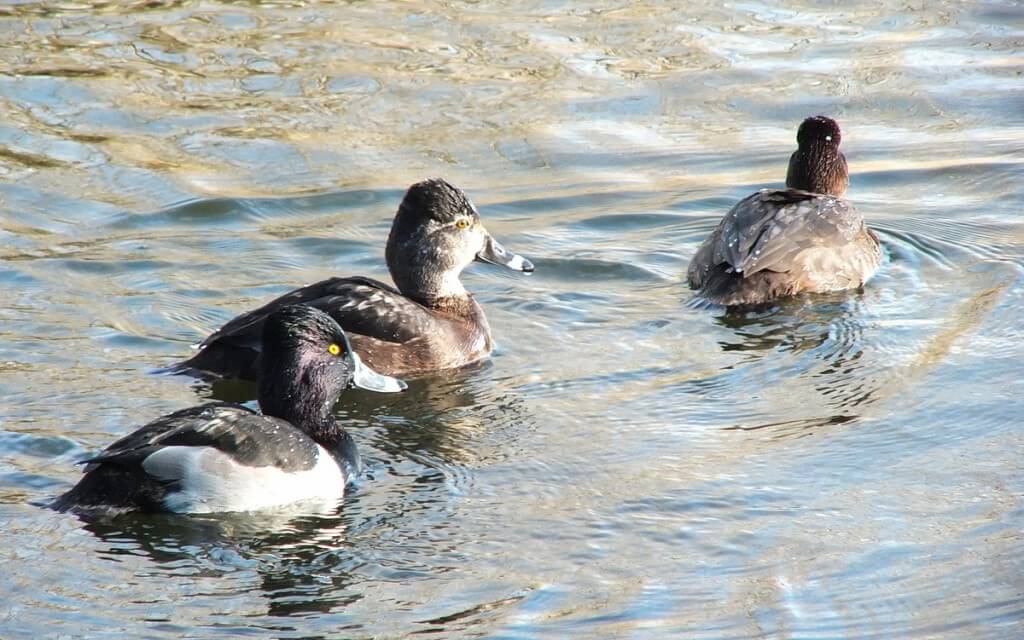 ring-necked ducks at boundary bay - BC - 1