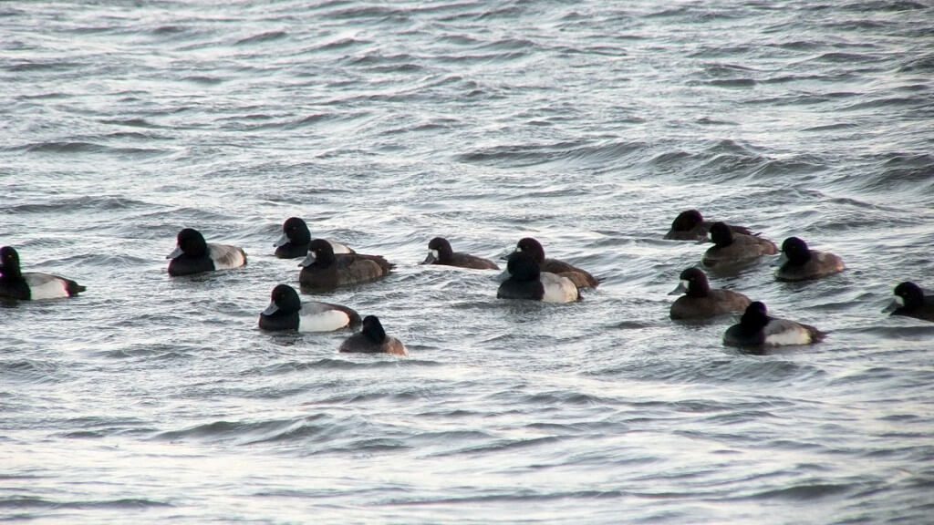 ring-necked ducks at boundary bay - BC - 2