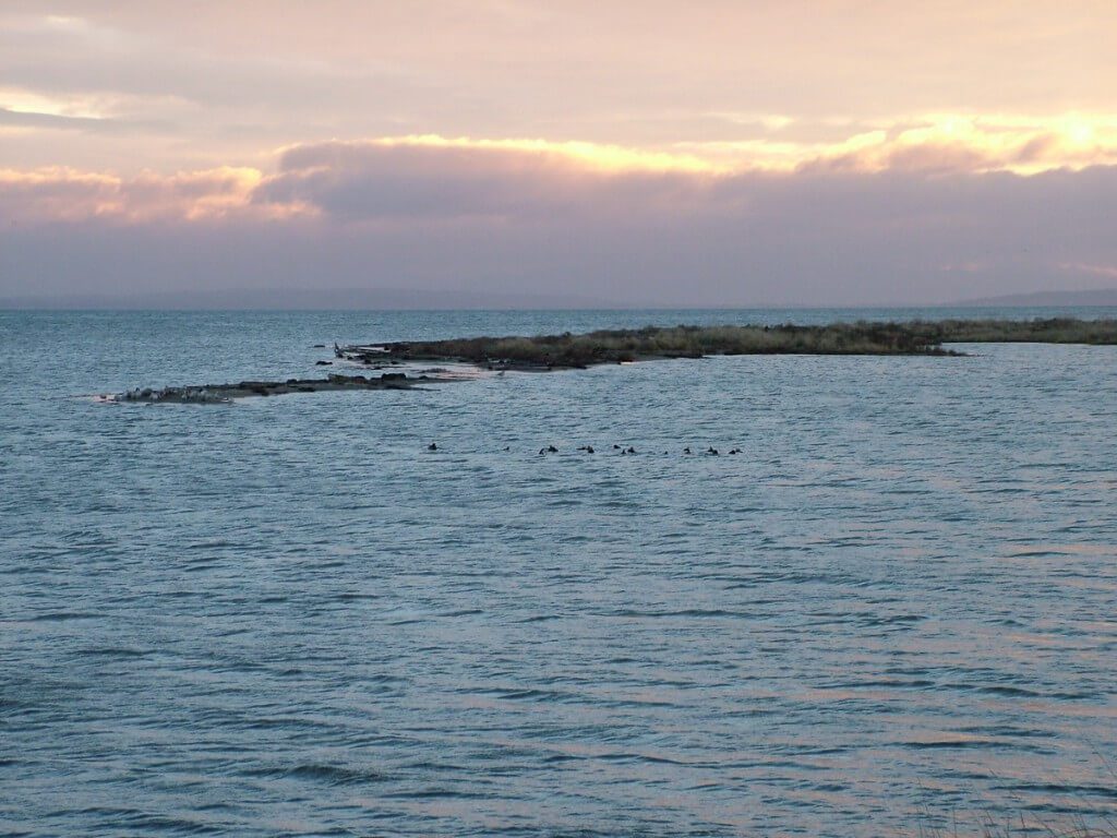 ring-necked ducks at boundary bay - BC - 3