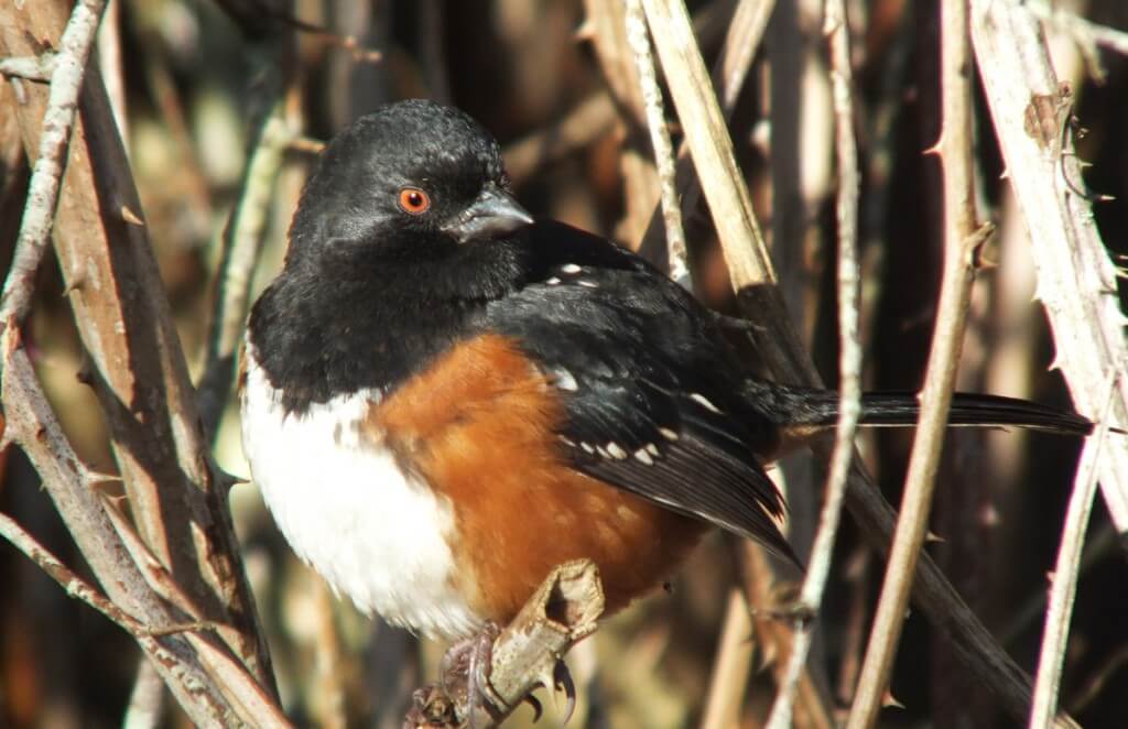 Spotted towhee sitting on branch at Reifel Migratory Bird Sanctuary in Delta, BC, Canada.