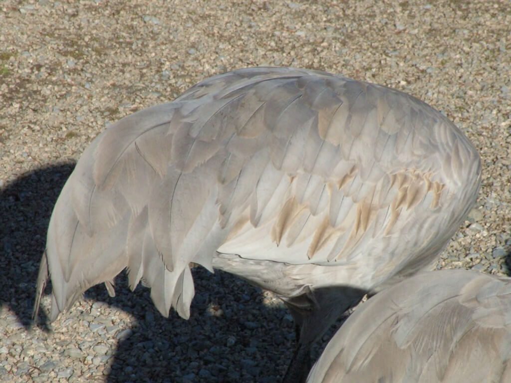An image of the feathers on the back of a Sandhill crane at the Reifel Migratory Bird Sanctuary in Delta, British Columbia.